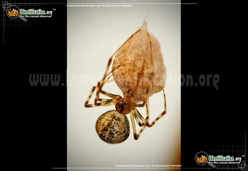 Comb-Clawed Spider - photo 2