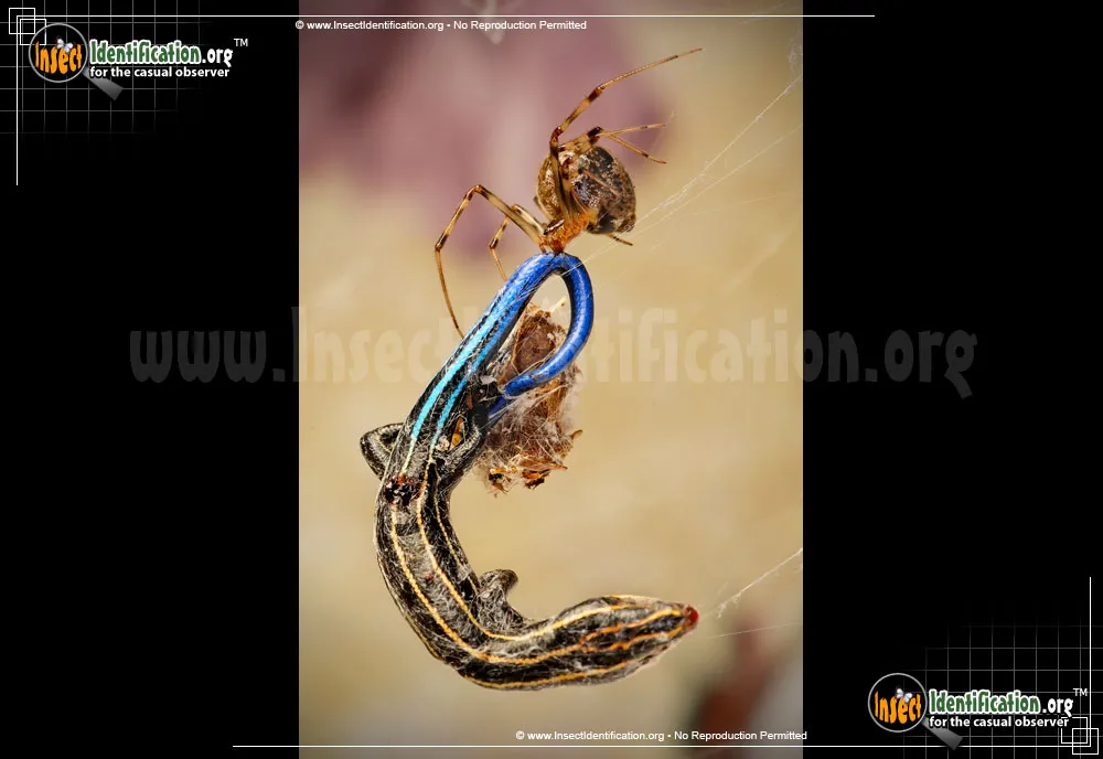 Comb-Clawed Spider - photo 3