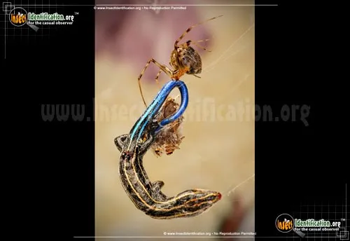 Comb-Clawed Spider - photo 4