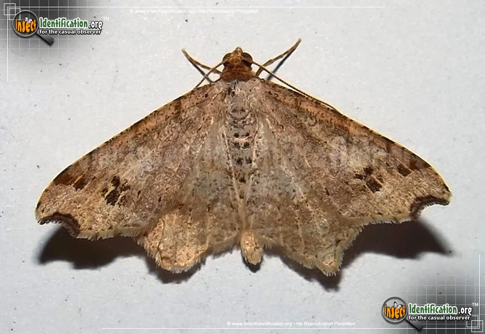 Common Angle