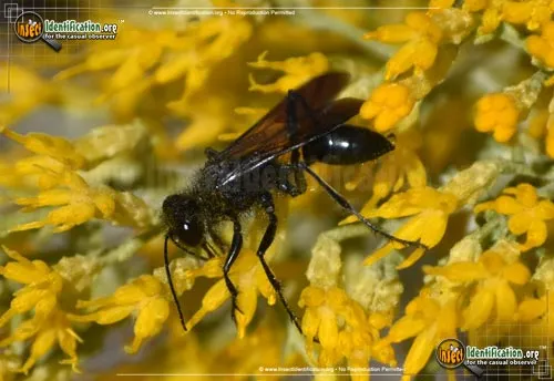 Common Blue Mud Dauber - photo 7