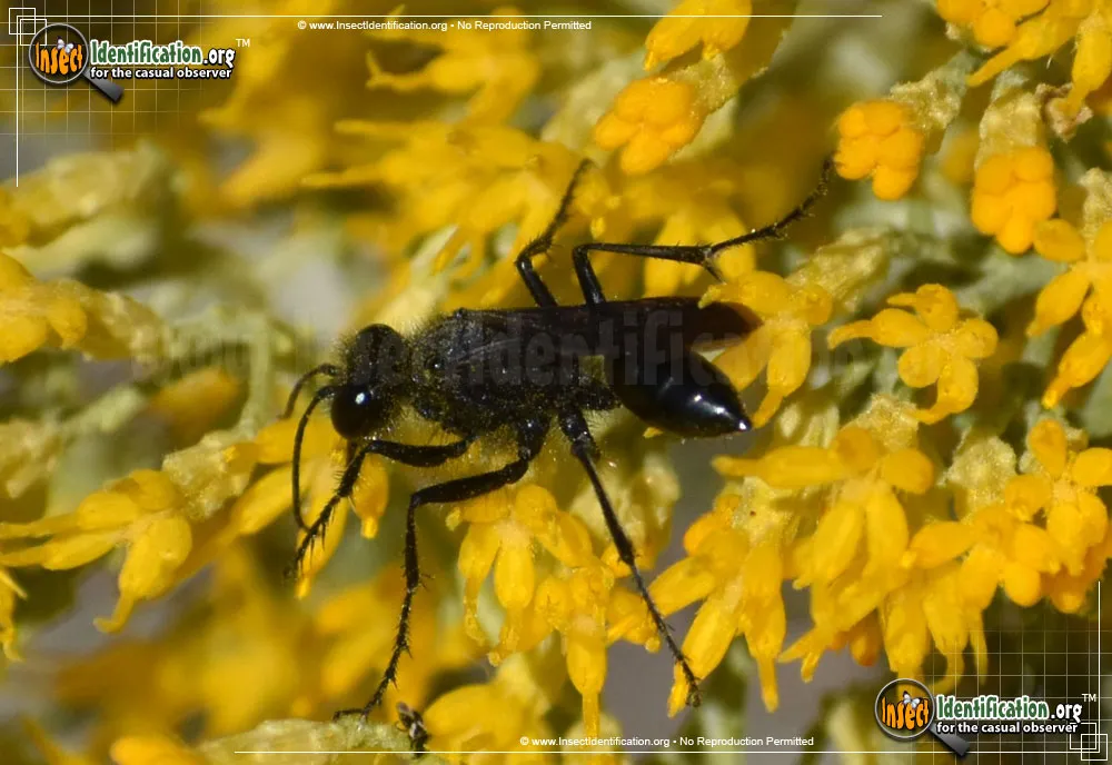 Common Blue Mud Dauber - photo 2