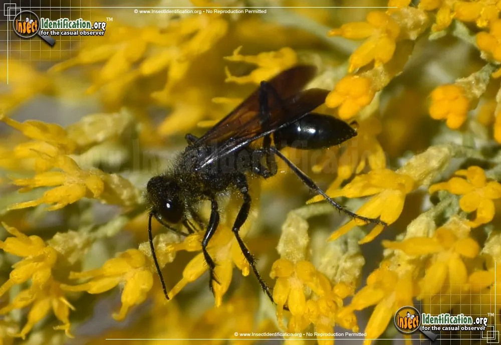 Common Blue Mud Dauber - photo 3