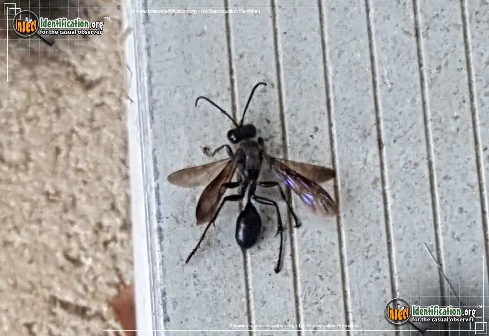 Common Blue Mud Dauber - photo 5