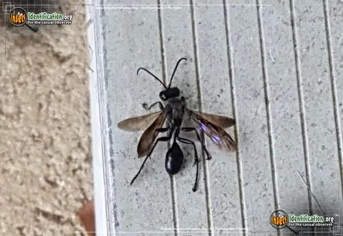 Common Blue Mud Dauber - photo 6