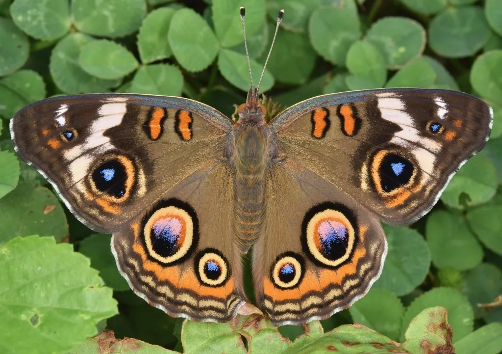 Common Buckeye Butterfly - photo 2