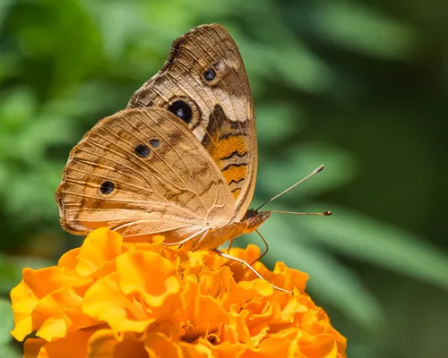 Common Buckeye Butterfly - photo 5