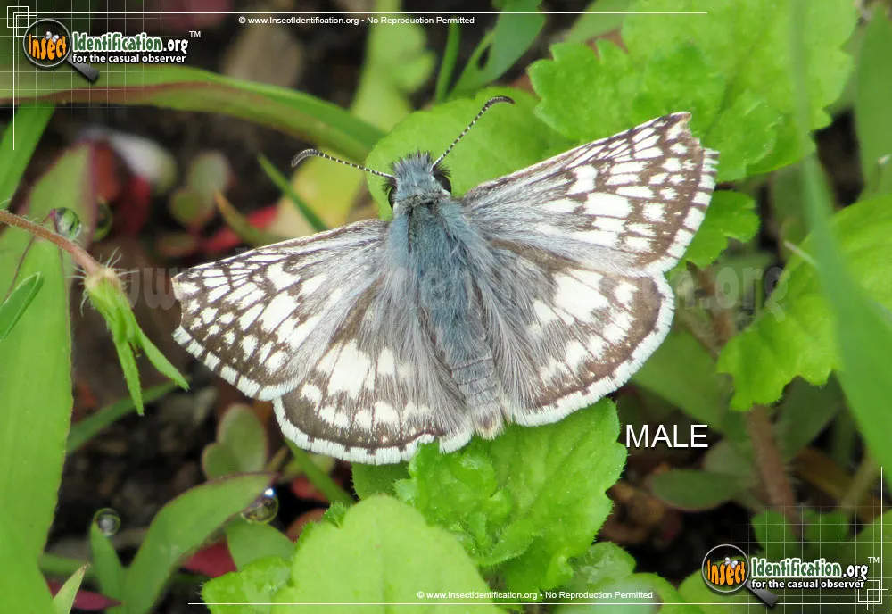 Common Checkered-Skipper