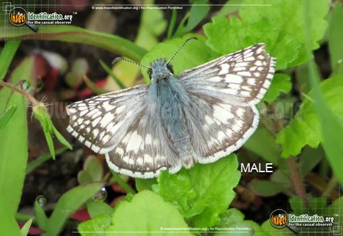 Common Checkered-Skipper - photo 2