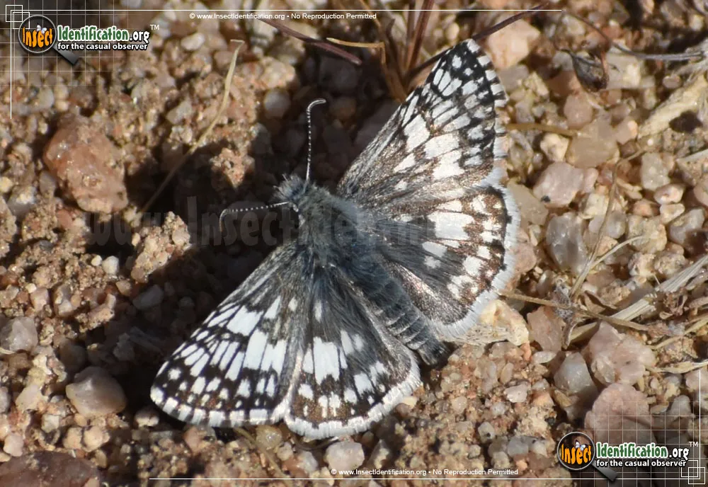 Common Checkered-Skipper - photo 3