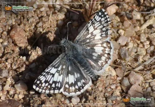 Common Checkered-Skipper - photo 4