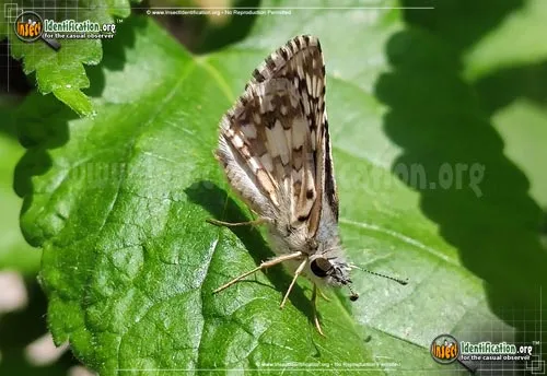 Common Checkered-Skipper - photo 6
