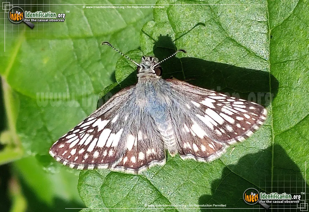 Common Checkered-Skipper - photo 7