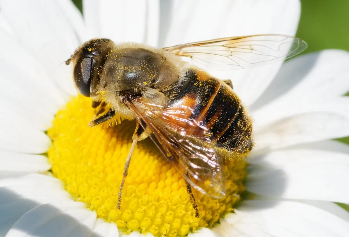 Common Drone Fly - photo 3