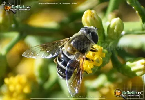 Common Drone Fly - photo 4