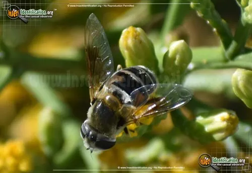 Common Drone Fly - photo 5