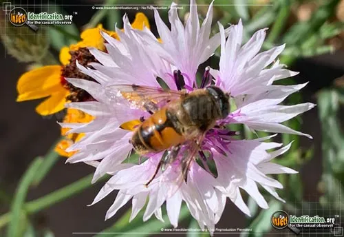 Common Drone Fly - photo 6