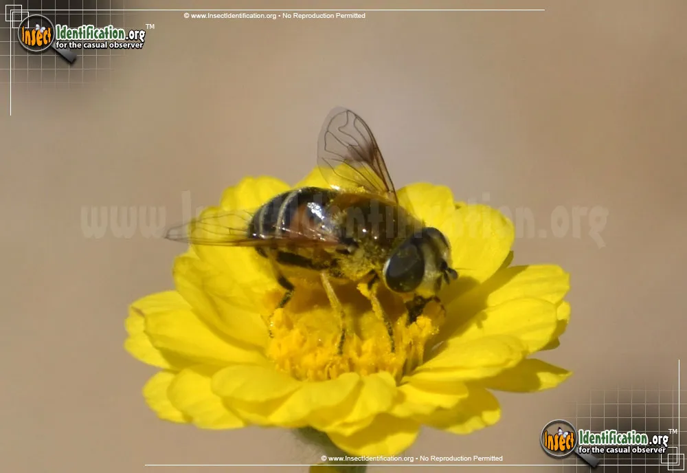 Common Drone Fly - photo 7