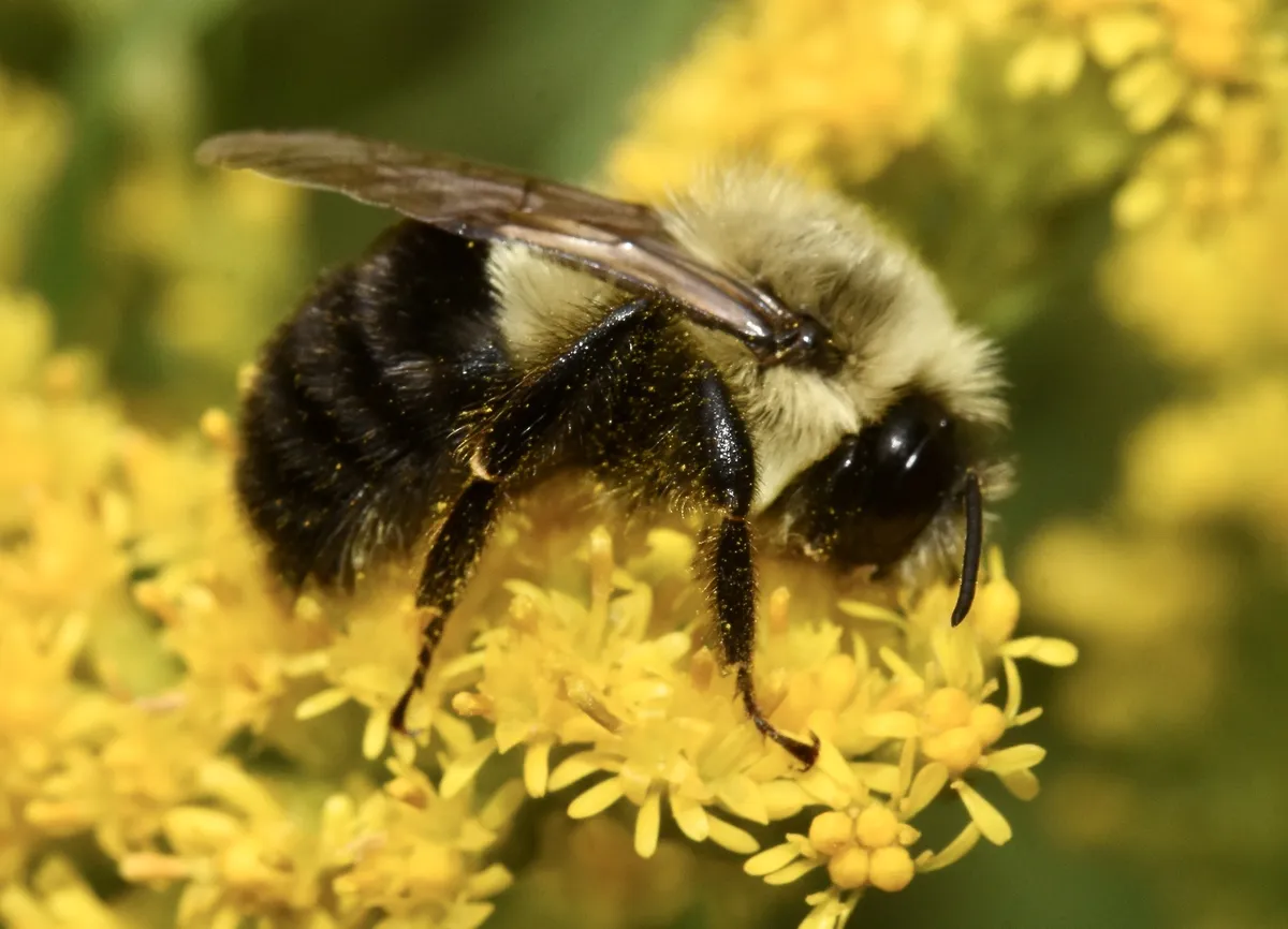 Common Eastern Bumble Bee - photo 4