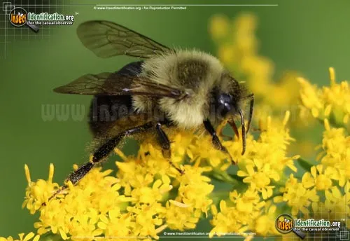 Common Eastern Bumble Bee - photo 5