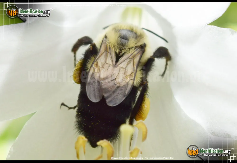 Common Eastern Bumble Bee - photo 6