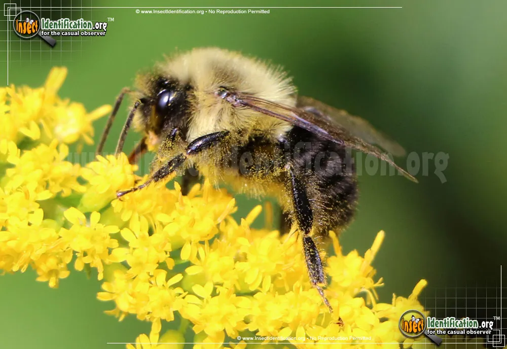 Common Eastern Bumble Bee - photo 7