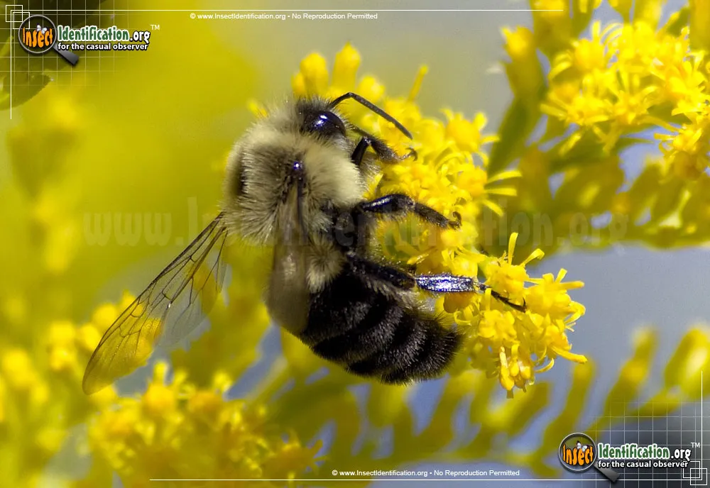 Common Eastern Bumble Bee - photo 8