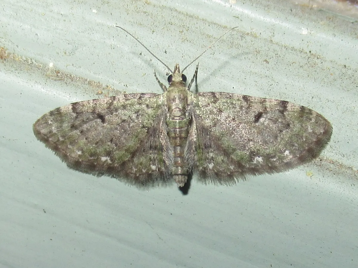 Common Eupithecia Moth - photo 3