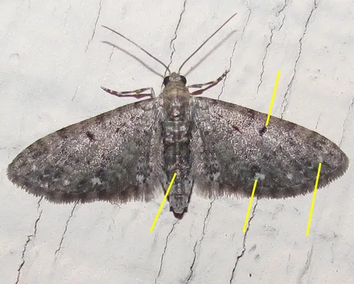 Common Eupithecia Moth - photo 4