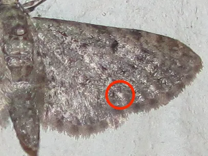 Common Eupithecia Moth - photo 5
