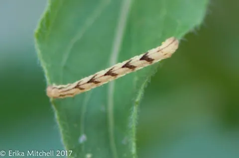 Common Eupithecia Moth - photo 7