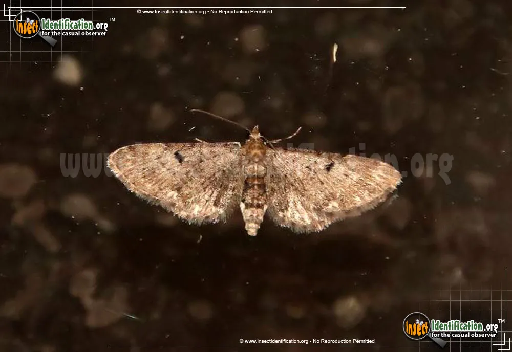 Common Eupithecia Moth - photo 8
