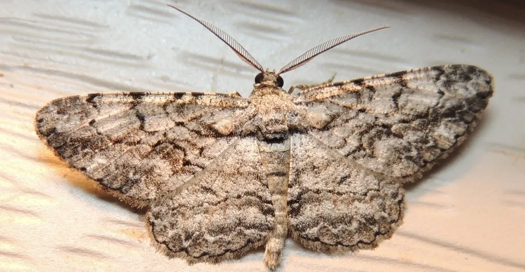 Common Gray - photo 2