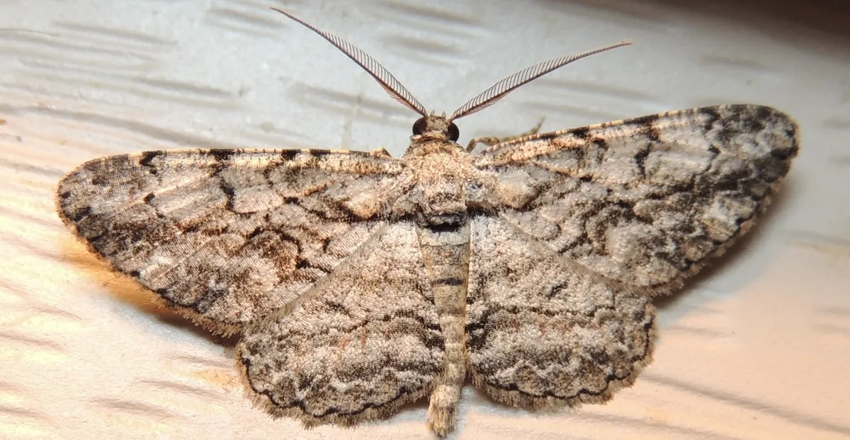 Common Gray - photo 3