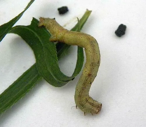 Common Gray - photo 4
