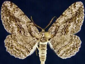 Common Gray - photo 6