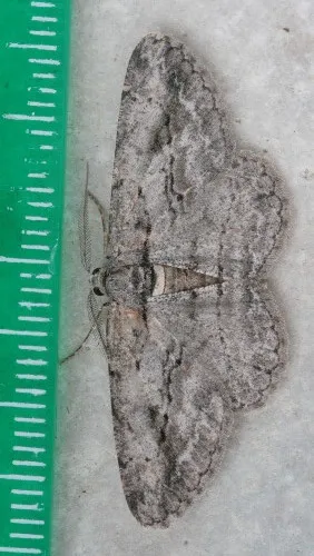 Common Gray - photo 8