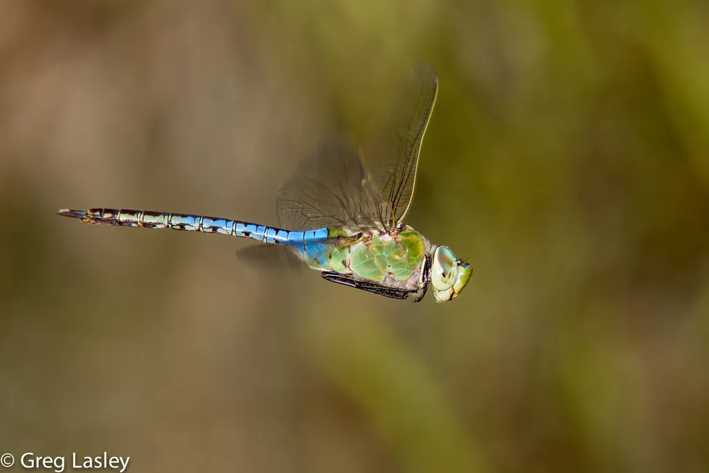 Common Green Darner - photo 2