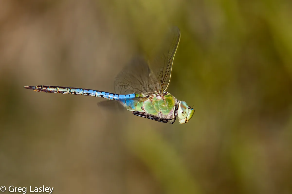 Common Green Darner - photo 3