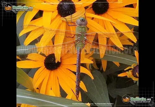 Common Green Darner - photo 4