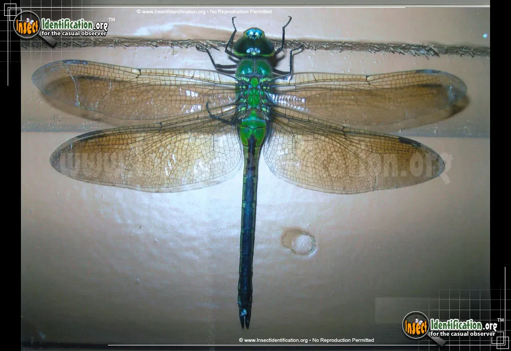 Common Green Darner - photo 6
