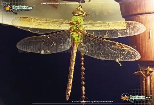 Common Green Darner - photo 7