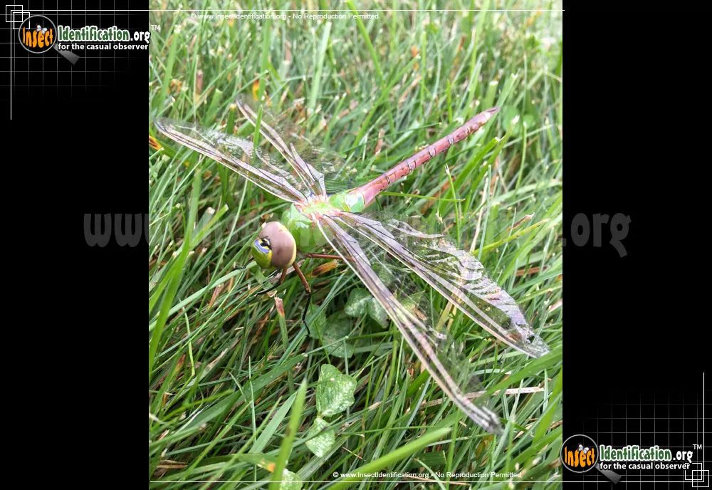 Common Green Darner - photo 8