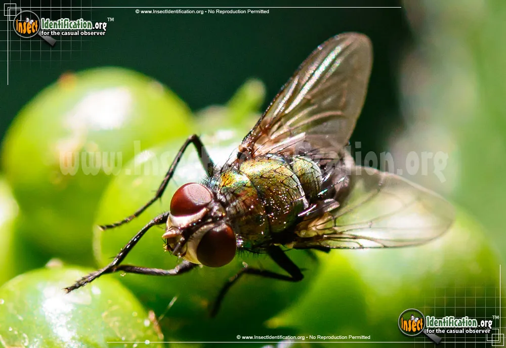Common Green Bottle Fly - photo 3