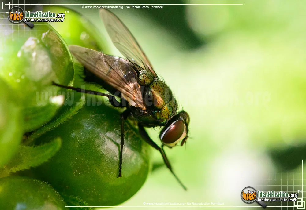 Common Green Bottle Fly - photo 4