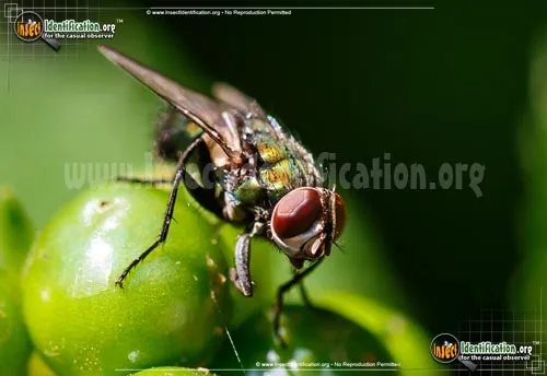 Common Green Bottle Fly - photo 6