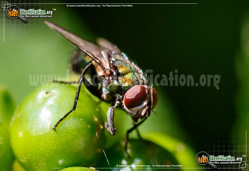 Common Green Bottle Fly - photo 7