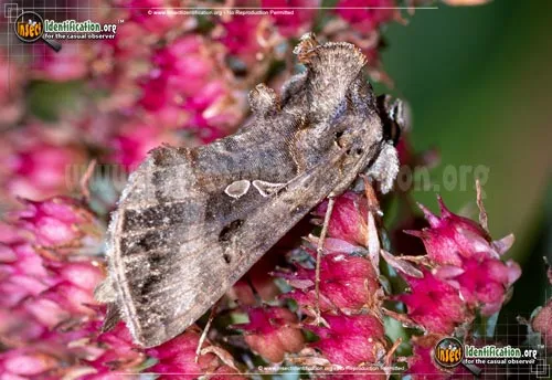Common Looper - photo 2