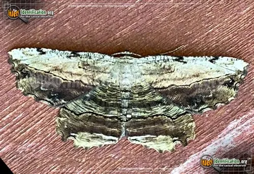 Common Lytrosis Moth - photo 2