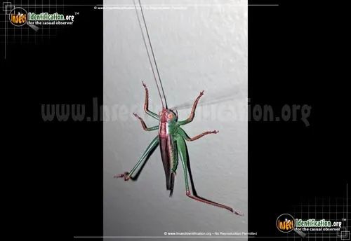 Common Meadow Katydid - photo 2